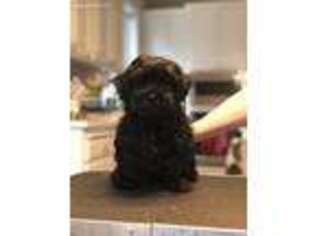 Russian Tsvetnaya Bolonka Puppy for sale in Canby, OR, USA