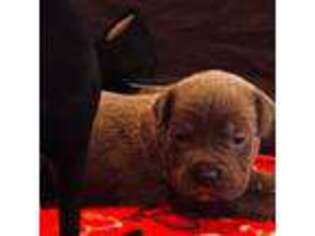 Cane Corso Puppy for sale in Orange Park, FL, USA