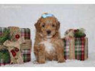 Goldendoodle Puppy for sale in Etna Green, IN, USA