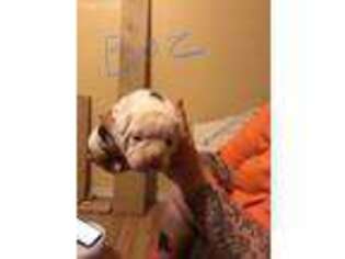 Olde English Bulldogge Puppy for sale in Omaha, NE, USA