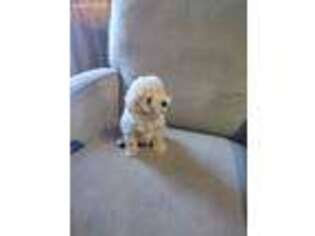 Mutt Puppy for sale in Mc Clure, PA, USA