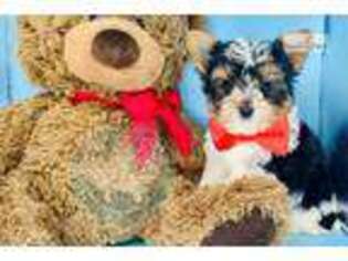 Biewer Terrier Puppy for sale in Fort Worth, TX, USA