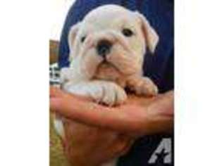 Bulldog Puppy for sale in CANDOR, NY, USA