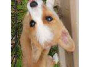 Pembroke Welsh Corgi Puppy for sale in Danville, VA, USA