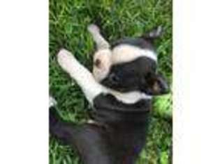 Boston Terrier Puppy for sale in Rutherfordton, NC, USA