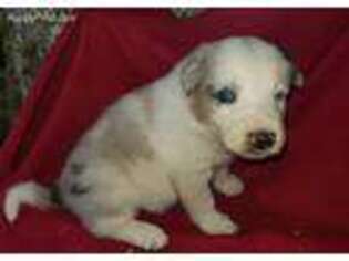 Border Collie Puppy for sale in Moulton, AL, USA
