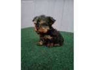 Yorkshire Terrier Puppy for sale in Paoli, IN, USA