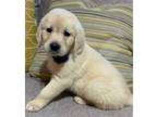 Golden Retriever Puppy for sale in Boise, ID, USA