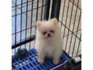 Pomeranian Puppy for sale in Los Angeles, CA, USA