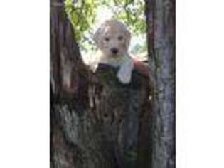 Goldendoodle Puppy for sale in Westville, FL, USA