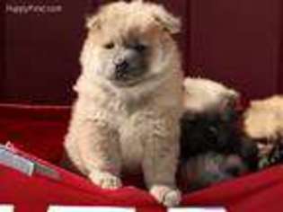 Chow Chow Puppy for sale in Amarillo, TX, USA