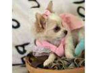 Chihuahua Puppy for sale in Hoffman Estates, IL, USA