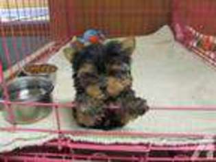 Yorkshire Terrier Puppy for sale in LIVINGSTON, TX, USA