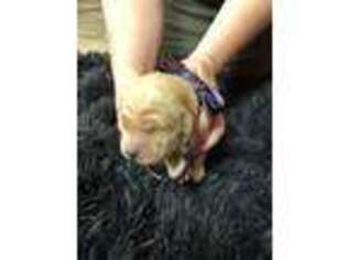 Golden Retriever Puppy for sale in Lexington, NC, USA
