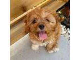 Cavapoo Puppy for sale in Niles, MI, USA