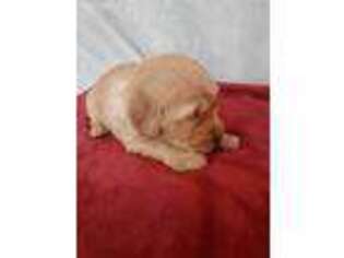 Golden Retriever Puppy for sale in Pickens, SC, USA
