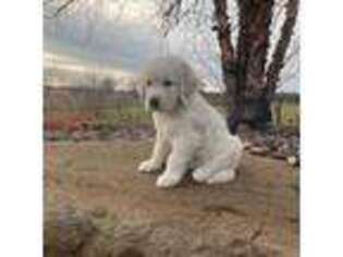 Mutt Puppy for sale in Hartville, OH, USA