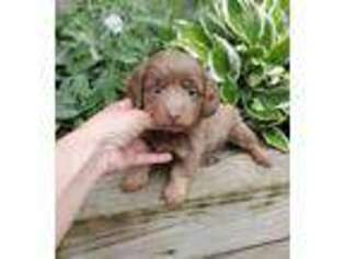 Dachshund Puppy for sale in Monroe, NC, USA