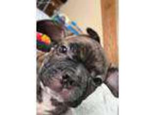 Mutt Puppy for sale in Saint Helen, MI, USA