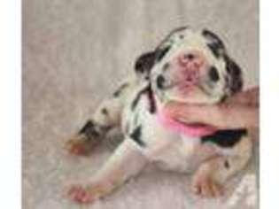 Great Dane Puppy for sale in GUNTOWN, MS, USA