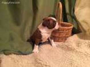 Boston Terrier Puppy for sale in Amity, MO, USA