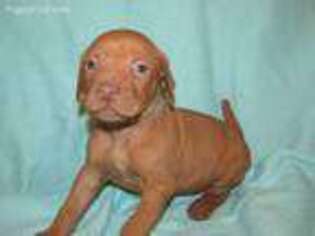 Vizsla Puppy for sale in Hull, IA, USA