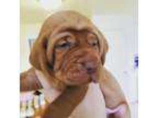 Vizsla Puppy for sale in El Sobrante, CA, USA