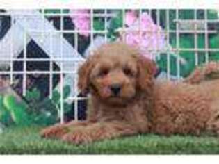 Goldendoodle Puppy for sale in Atlanta, GA, USA