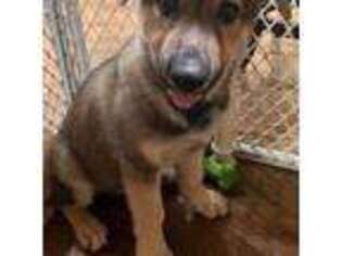 German Shepherd Dog Puppy for sale in Lewisville, NC, USA