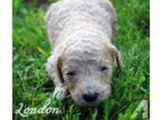 Mutt Puppy for sale in GRIFFITHSVILLE, WV, USA