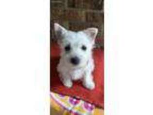 West Highland White Terrier Puppy for sale in Russellville, AL, USA