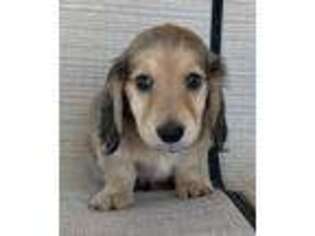 Dachshund Puppy for sale in Wadena, MN, USA