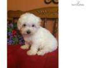 Maltese Puppy for sale in Topeka, KS, USA