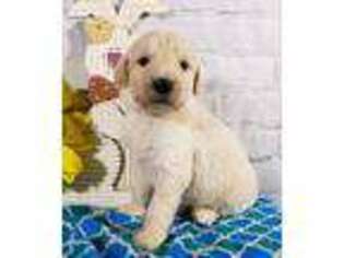 Goldendoodle Puppy for sale in Harlan, IN, USA