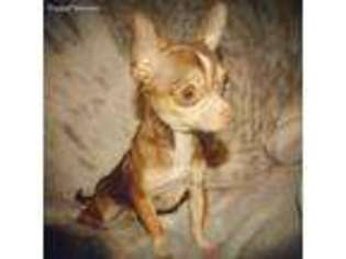 Chihuahua Puppy for sale in Sandy Hook, KY, USA