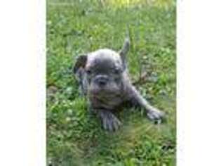 Mutt Puppy for sale in Cumberland, MD, USA