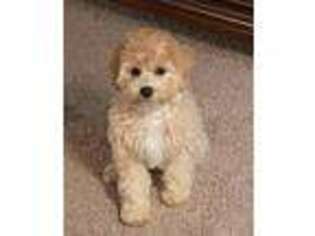 Mutt Puppy for sale in Byron, IL, USA
