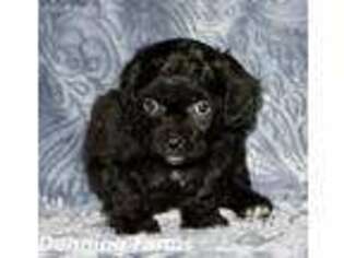Shih-Poo Puppy for sale in Houghton, IA, USA