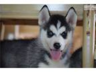 Siberian Husky Puppy for sale in Fayetteville, AR, USA