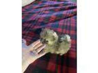 Pomeranian Puppy for sale in Baraga, MI, USA