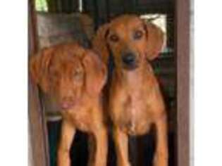Rhodesian Ridgeback Puppy for sale in Montgomery, TX, USA