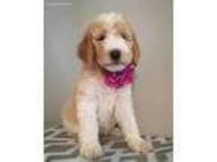 Goldendoodle Puppy for sale in Florence, SC, USA