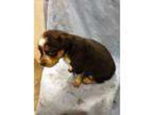 Australian Shepherd Puppy for sale in Dalton, OH, USA