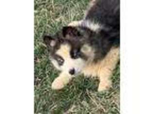 Siberian Husky Puppy for sale in Houston, MO, USA
