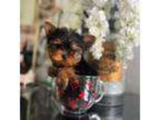Yorkshire Terrier Puppy for sale in West Palm Beach, FL, USA