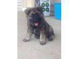 Norwegian Elkhound Puppy for sale in Pine Grove, PA, USA