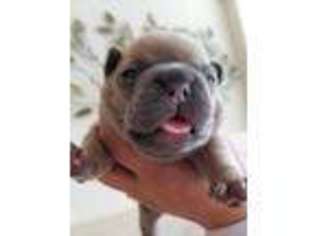 French Bulldog Puppy for sale in El Sobrante, CA, USA