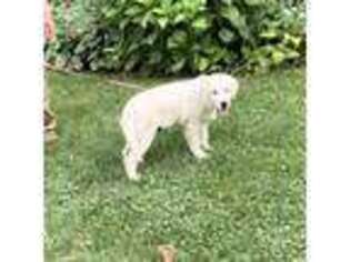 Golden Retriever Puppy for sale in Easton, IL, USA