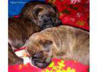 Boxer Puppy for sale in Stanardsville, VA, USA