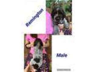 Wirehaired Pointing Griffon Puppy for sale in Kettle River, MN, USA
